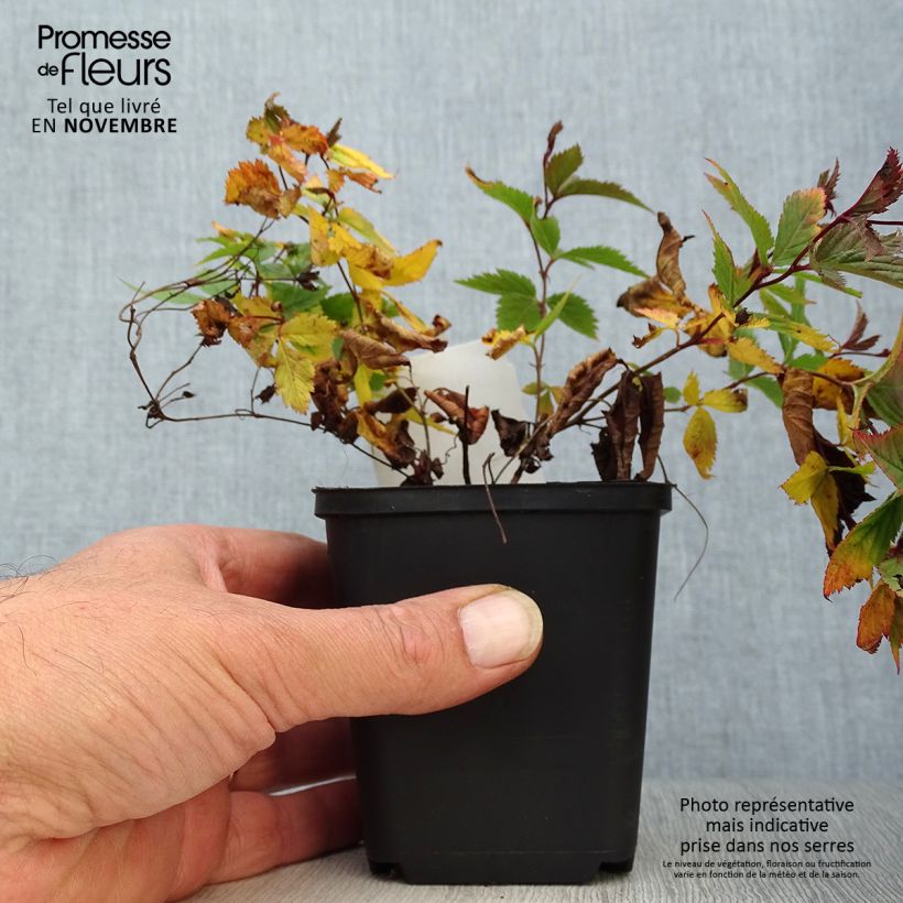 Ejemplar de Gillenia trifoliata Maceta de 8/9 cm entregado en otoño