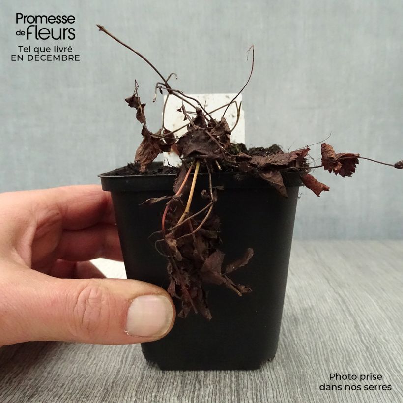 Gillenia trifoliata Maceta de 8/9 cm Ejemplar entregado en invierno