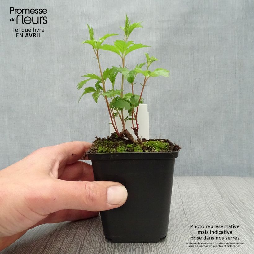 Gillenia trifoliata Maceta de 8/9 cm Ejemplar entregado en la primavera