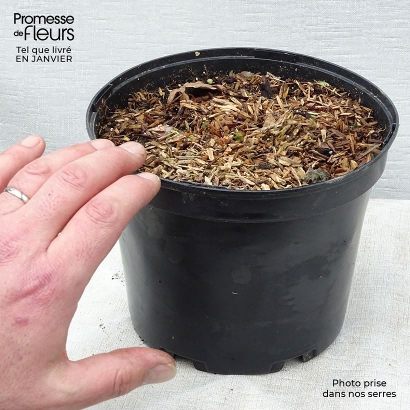 Myōga - Zingiber mioga Maceta 1,5L/2L Ejemplar entregado en invierno