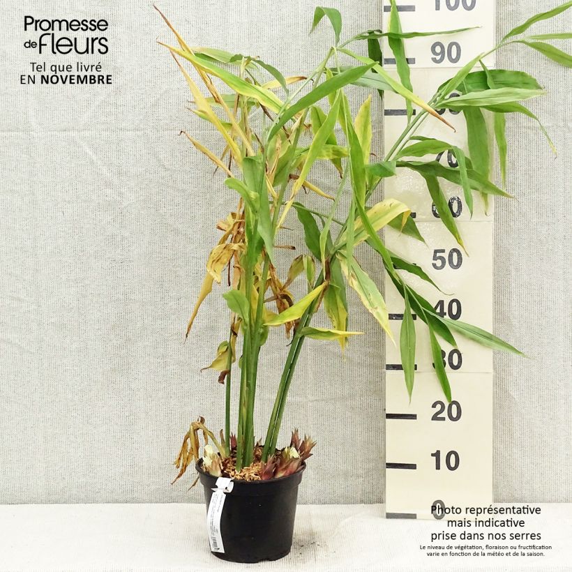 Ejemplar de Myōga - Zingiber mioga Maceta 1,5L/2L entregado en otoño