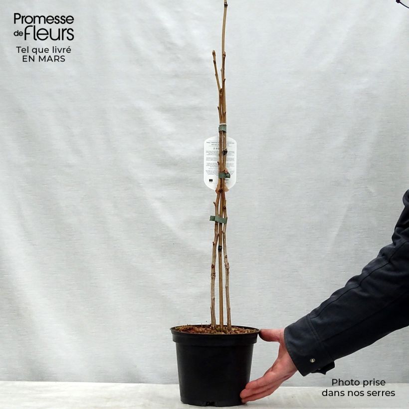 Gingo biloba - Árbol sagrado Maceta 2L/3L Ejemplar entregado en la primavera