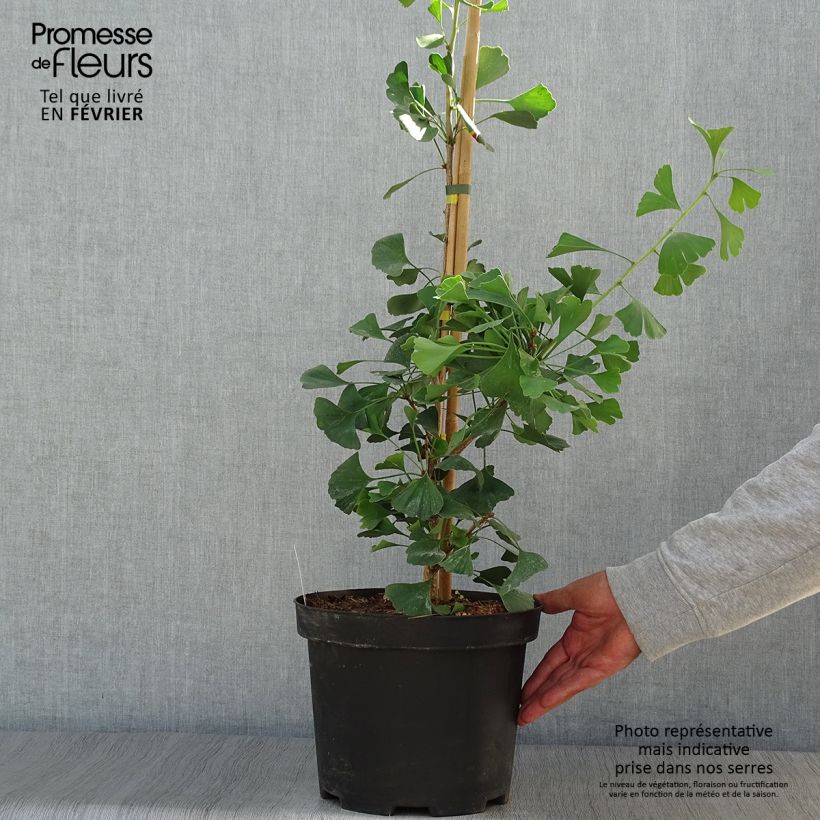 Ejemplar de Gingo biloba Autumn Gold - Árbol sagrado Maceta 7,5L/10L entregado en otoño