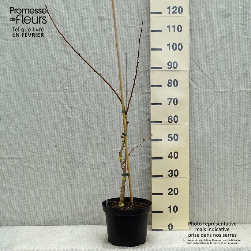 Gingo biloba Autumn Gold - Árbol sagrado Maceta 6L/7L Ejemplar entregado en invierno