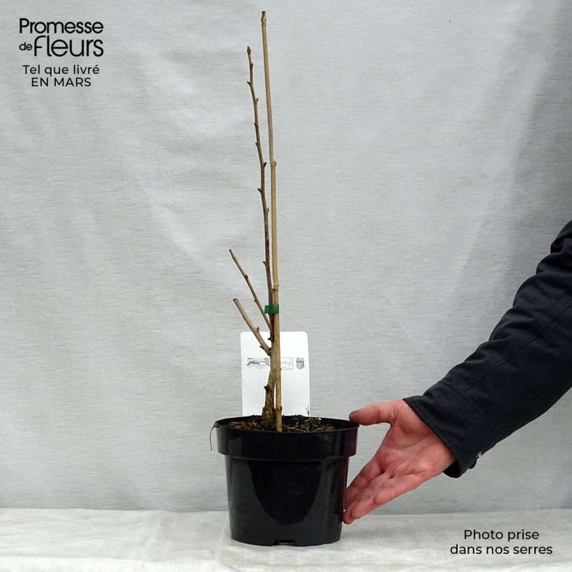 Gingo biloba Blagon - Árbol sagrado Maceta 1L/1,5L Ejemplar entregado en la primavera