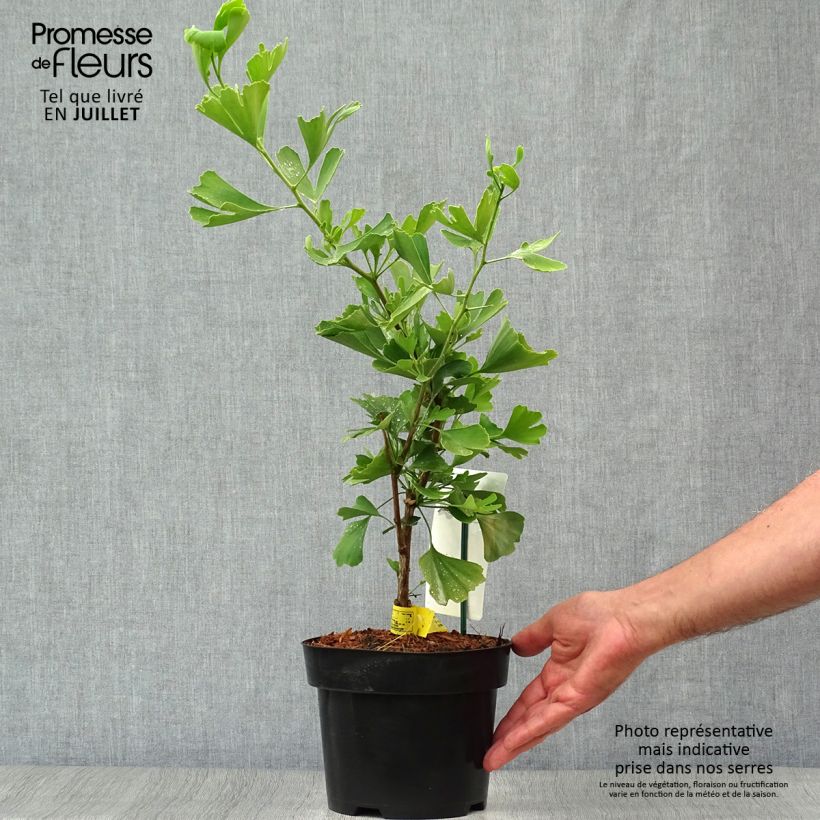 Ejemplar de Gingo biloba Blagon - Árbol sagrado Maceta 1L/1,5L entregado en verano