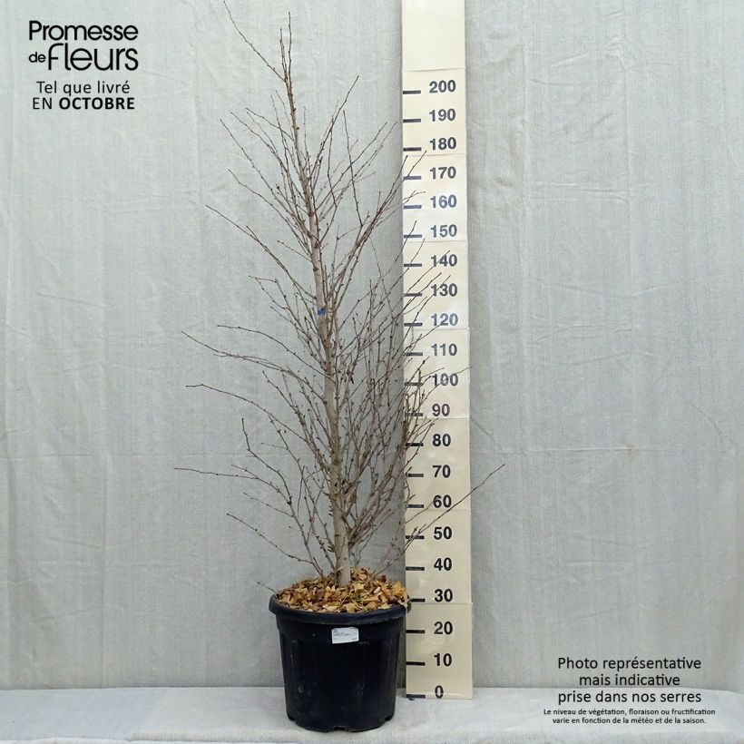 Ejemplar de Gingo biloba Eiffel - Árbol sagrado Maceta 30L/35L entregado en otoño