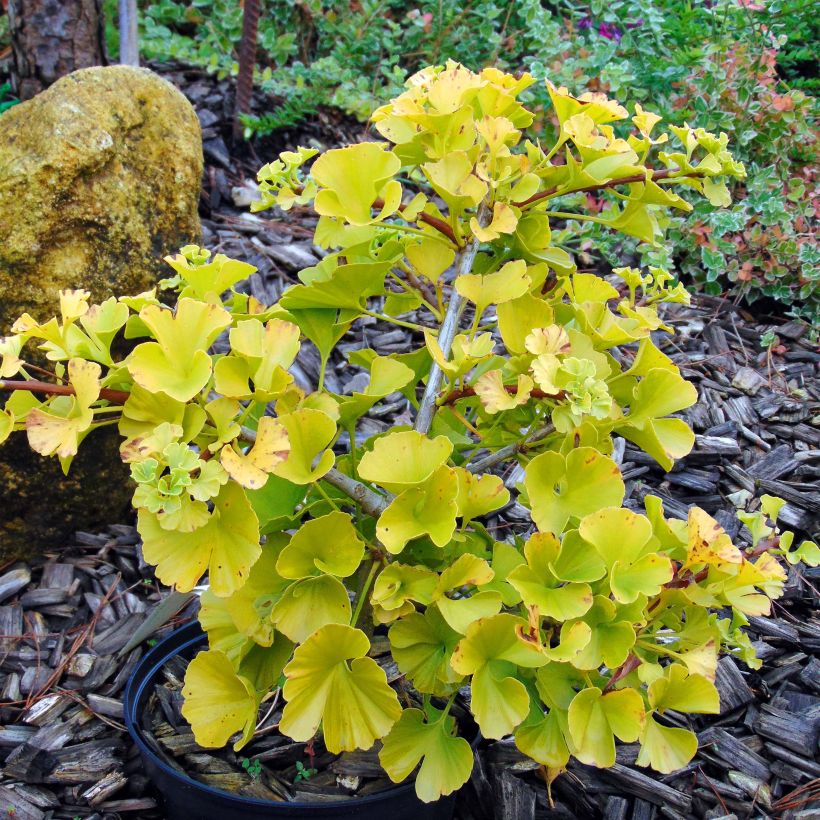 Gingo biloba Mariken - Árbol sagrado (Porte)