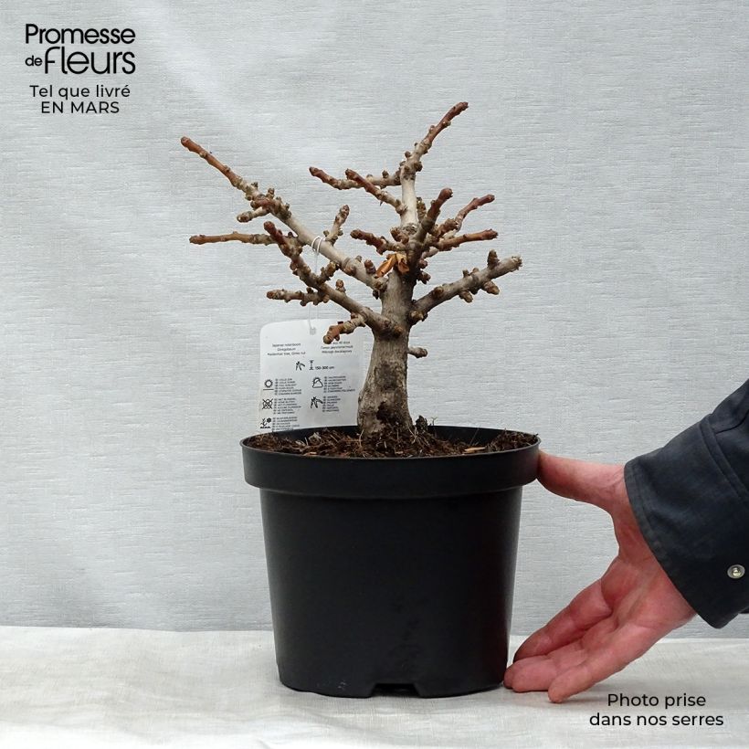 Gingo biloba Mariken - Árbol sagrado Maceta 2L/3L, Formación arbustiva Ejemplar entregado en la primavera