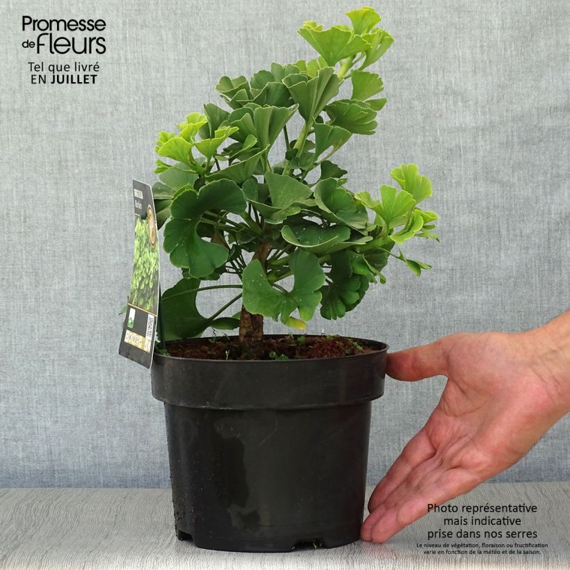 Ejemplar de Gingo biloba Mariken - Árbol sagrado Maceta 2L/3L, Formación arbustiva entregado en verano