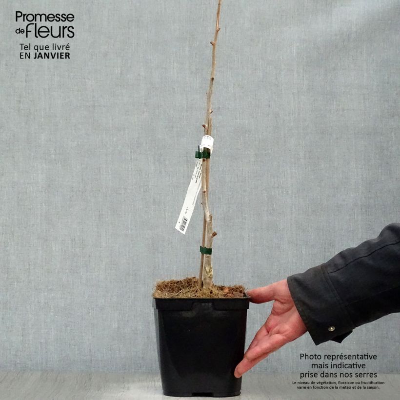 Gingo biloba Menhir - Árbol sagrado Maceta 2L/3L Ejemplar entregado en invierno