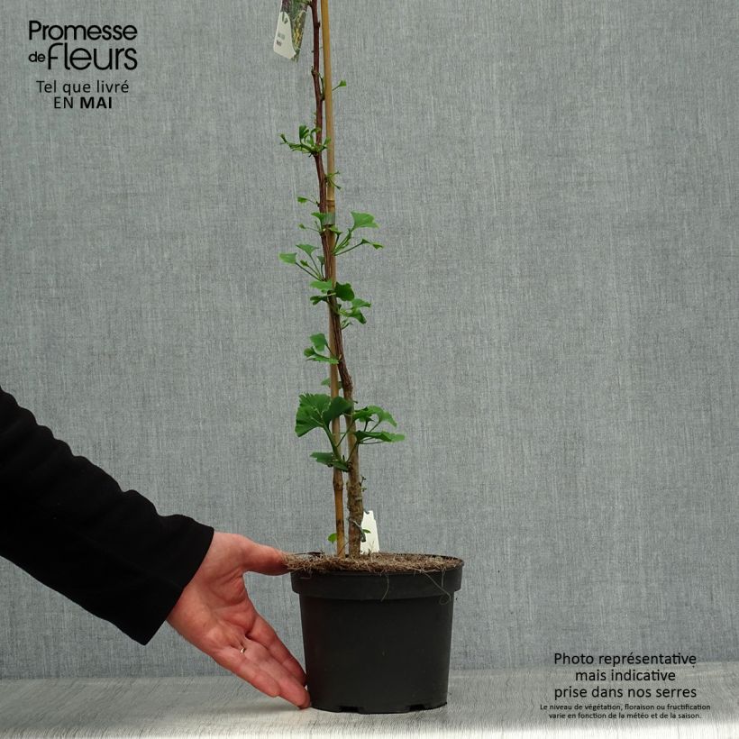 Gingo biloba Menhir - Árbol sagrado Maceta 2L/3L Ejemplar entregado en la primavera