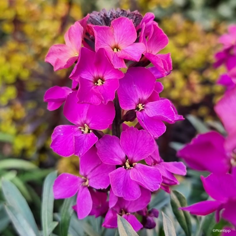 Erysimum Colour Vibe Purple - Alhelí (Floración)