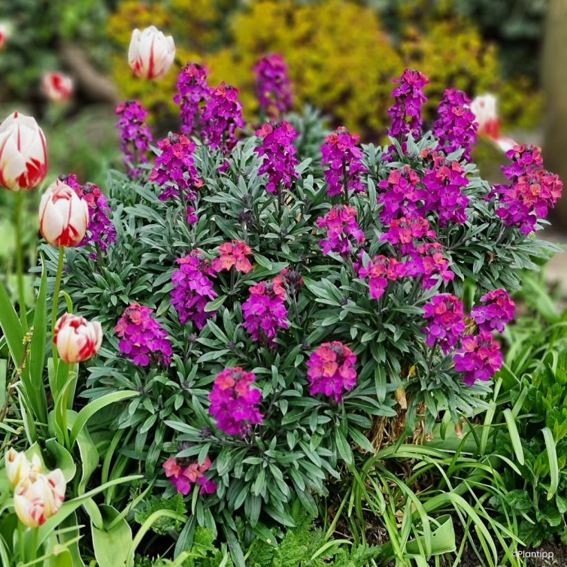 Erysimum Colour Vibe Purple - Alhelí (Porte)