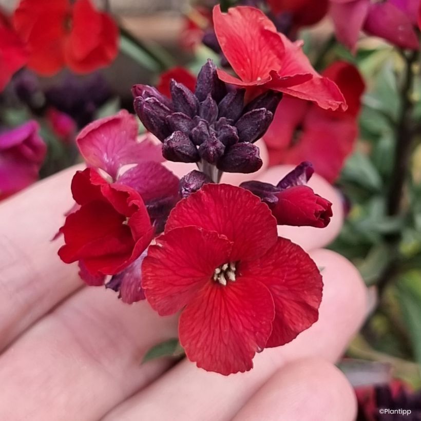 Erysimum Colour Vibe Red - Alhelí (Floración)