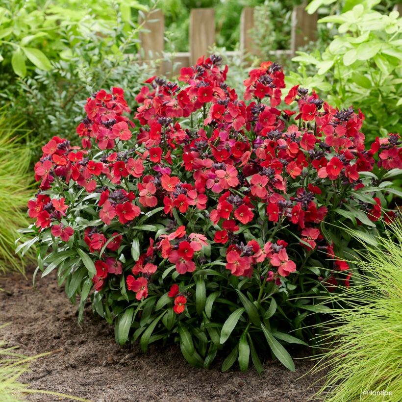 Erysimum Colour Vibe Red - Alhelí (Porte)