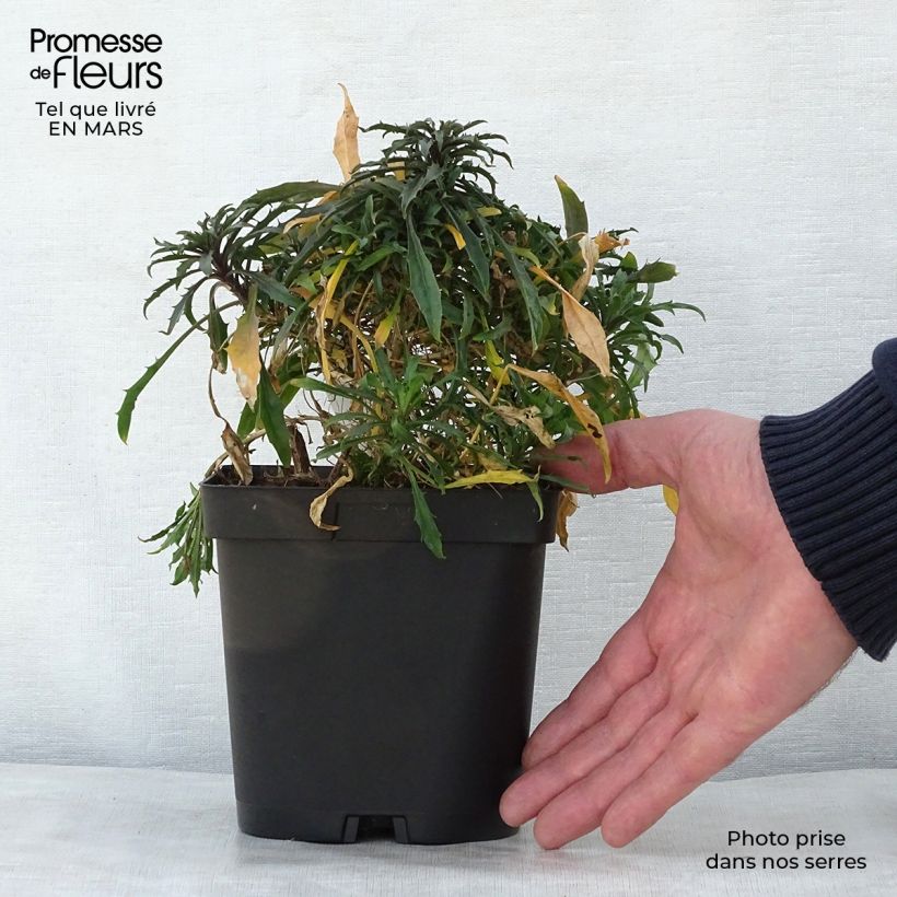 Erysimum Constant Cheer - Alhelí Maceta 2L/3L Ejemplar entregado en la primavera