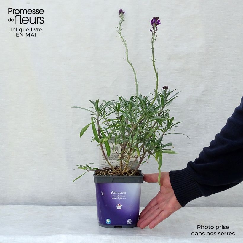 Erysimum Bowles Mauve - Alhelí Maceta 2L/3L Ejemplar entregado en la primavera