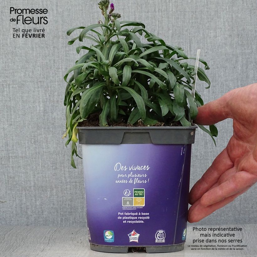 Erysimum Bowles Mauve - Alhelí Maceta 2L/3L Ejemplar entregado en invierno