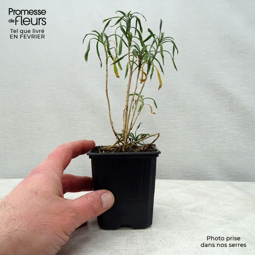 Erysimum Bowles Mauve - Alhelí Maceta de 8/9 cm Ejemplar entregado en invierno