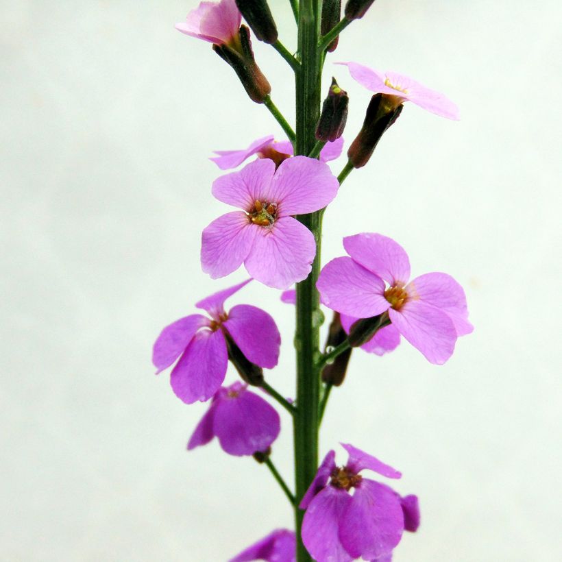 Erysimum Bowles Mauve - Alhelí (Floración)