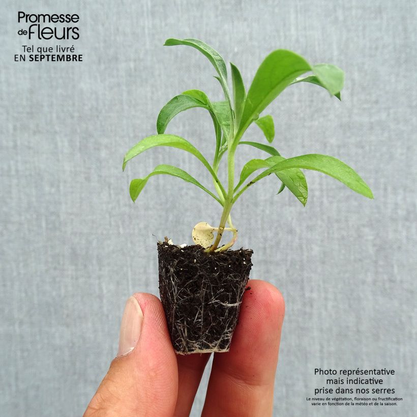 Ejemplar de Erysimum Bedder Scarlet - Alhelí minicepellón: Ø 3/4 cm entregado en otoño