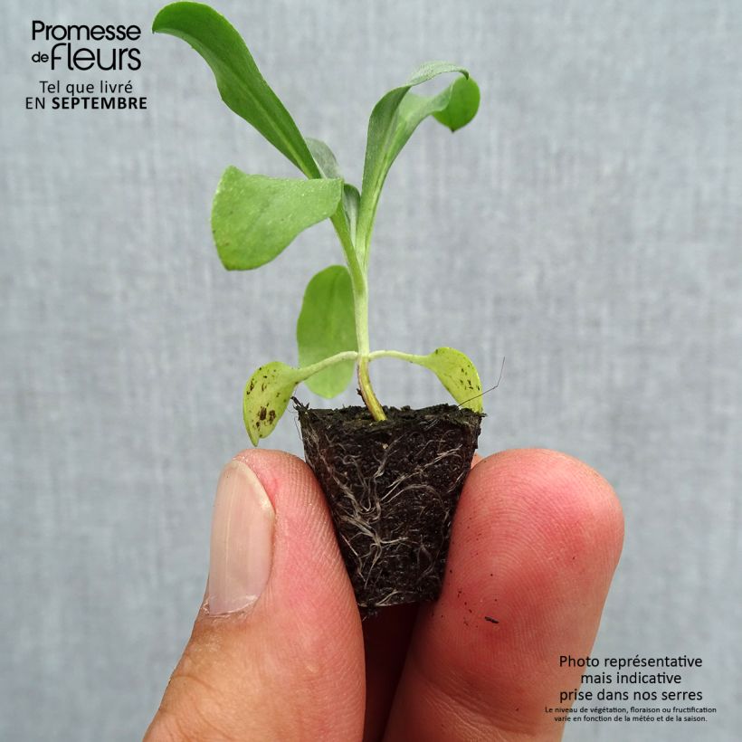 Ejemplar de Erysimum suffruticosum Gold Cup - Alhelí minicepellón: Ø 1,5/2,5 cm entregado en otoño