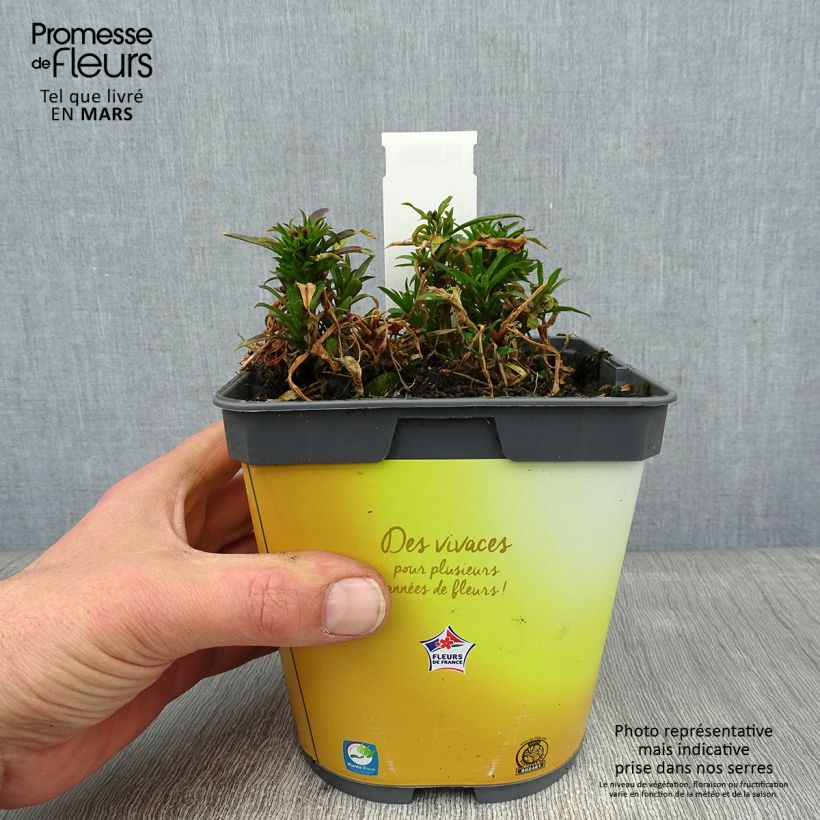 Erysimum suffruticosum Gold Cup - Alhelí Maceta 2L/3L Ejemplar entregado en invierno