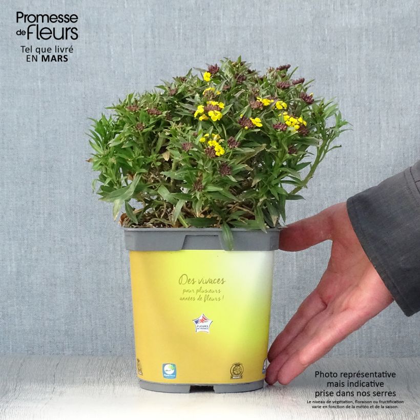 Erysimum suffruticosum Gold Cup - Alhelí Maceta 2L/3L Ejemplar entregado en la primavera