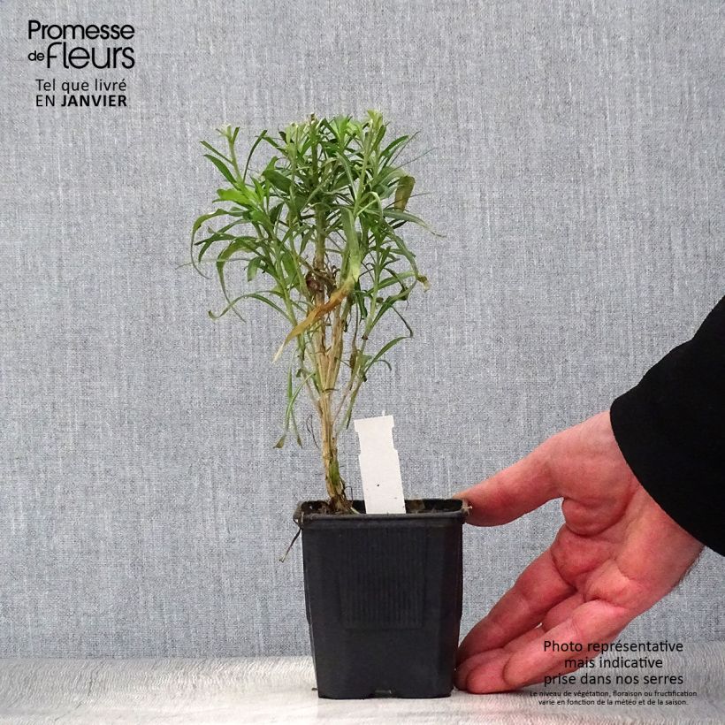 Erysimum Poem Lavender - Alhelí Maceta de 8/9 cm Ejemplar entregado en invierno