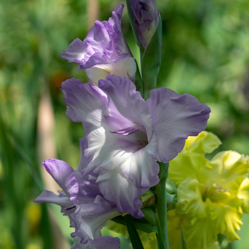 Gladiolus Triton (Floración)