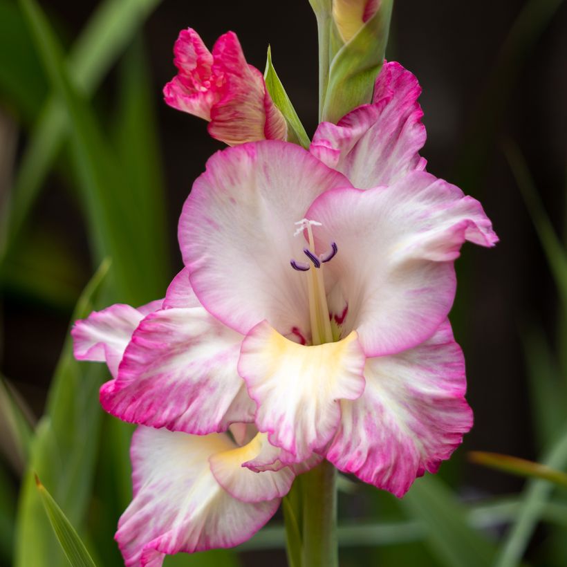 Gladiolus Glamini Emmy (Floración)
