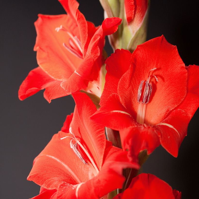 Gladiolus Gladdies Peter (Floración)