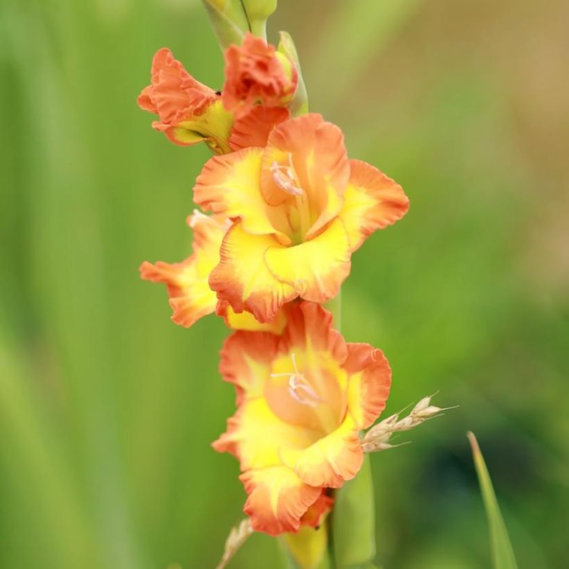 Gladiolo Princess Margaret Rose (Floración)