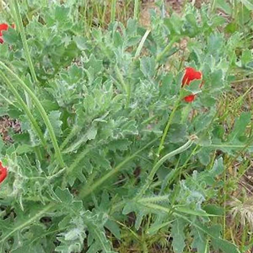 Glaucium corniculatum - Amapola cornuda (Follaje)