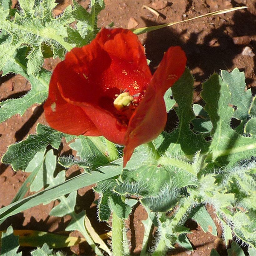 Glaucium corniculatum - Amapola cornuda (Floración)