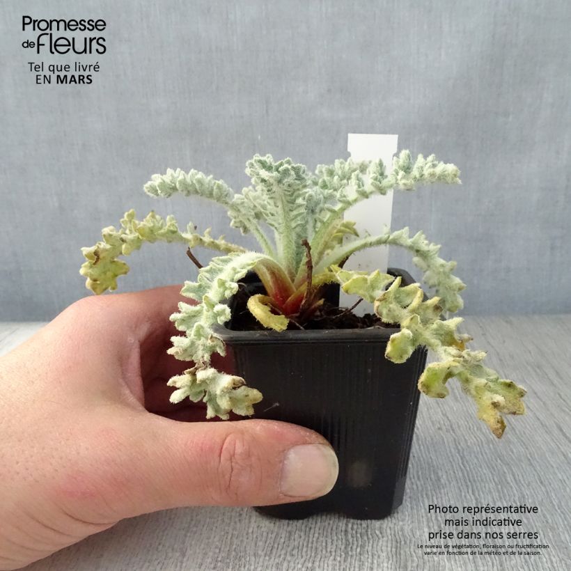 Glaucium flavum - Amapola marina Maceta de 8/9 cm Ejemplar entregado en la primavera