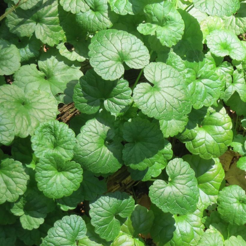 Glechoma hederacea - Hiedra terrestre (Follaje)