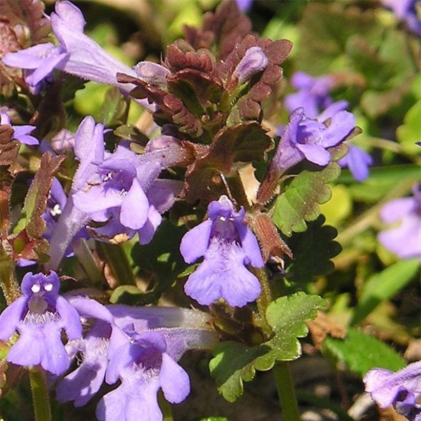 Glechoma hederacea - Hiedra terrestre (Floración)