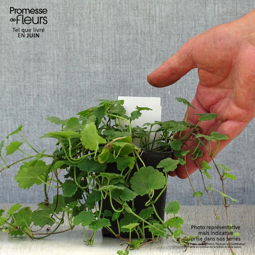 Ejemplar de Glechoma hederacea - Hiedra terrestre​ Maceta de 8/9 cm entregado en verano