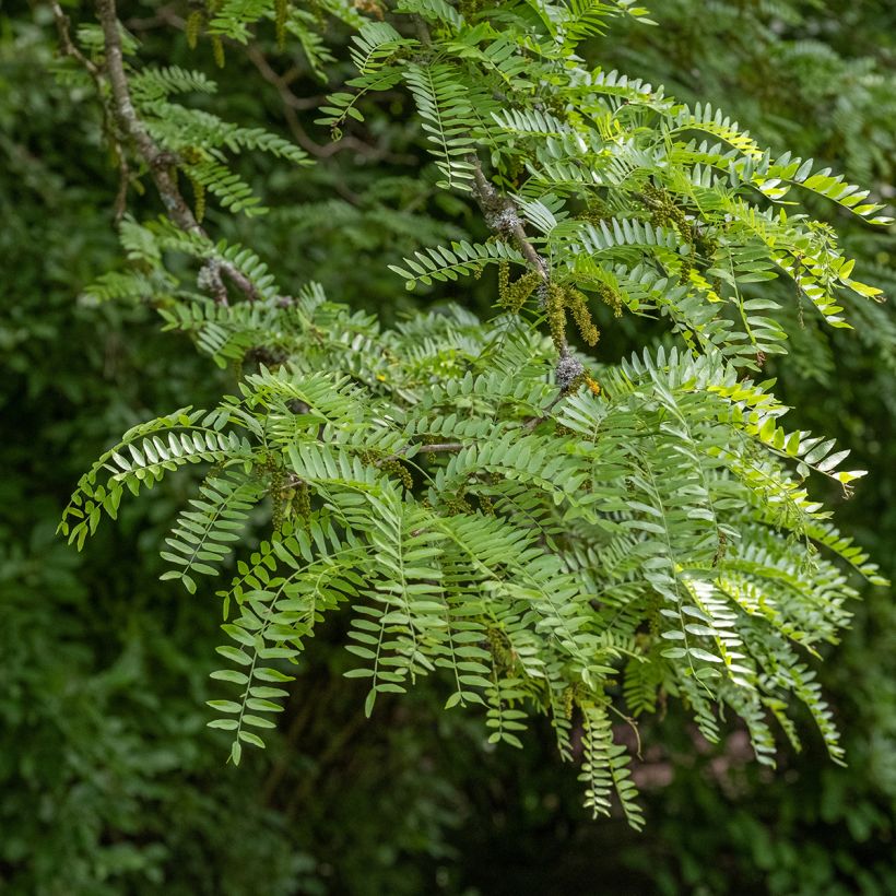 Gleditsia triacanthos Skyline - Acacia de tres espinas (Follaje)