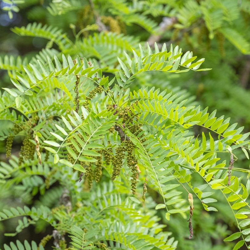 Gleditsia triacanthos Skyline - Acacia de tres espinas (Floración)