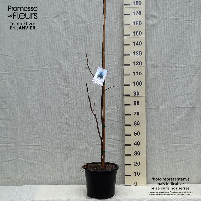 Gleditsia triacanthos Skyline - Acacia de tres espinas Maceta 12L/15L Ejemplar entregado en invierno