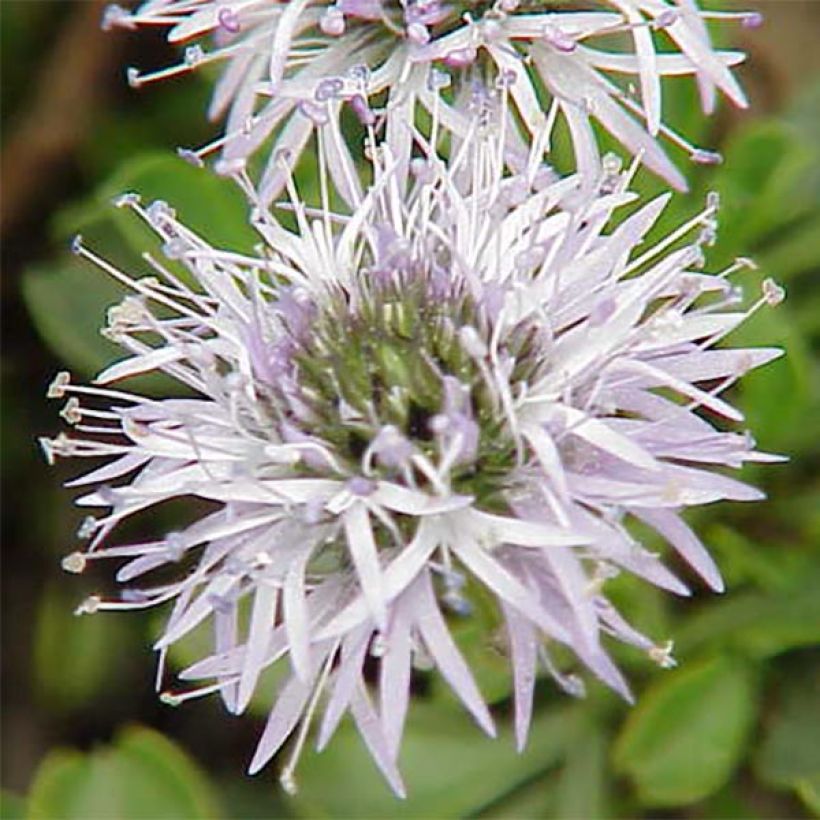 Globularia cordifolia - Coronilla de fraile (Floración)