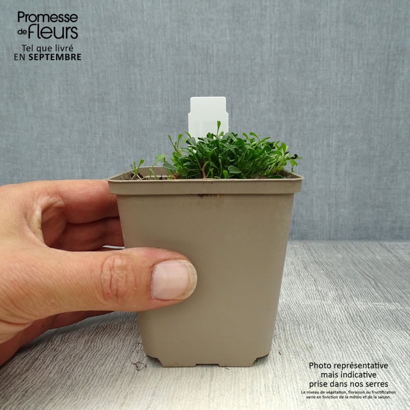 Ejemplar de Globularia cordifolia - Coronilla de fraile Maceta de 8/9 cm entregado en otoño