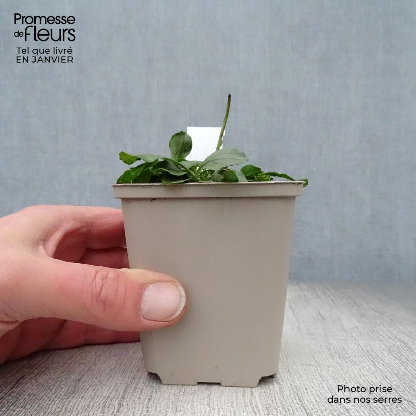 Globularia punctata - Coronilla de fraile Maceta de 8/9 cm Ejemplar entregado en invierno