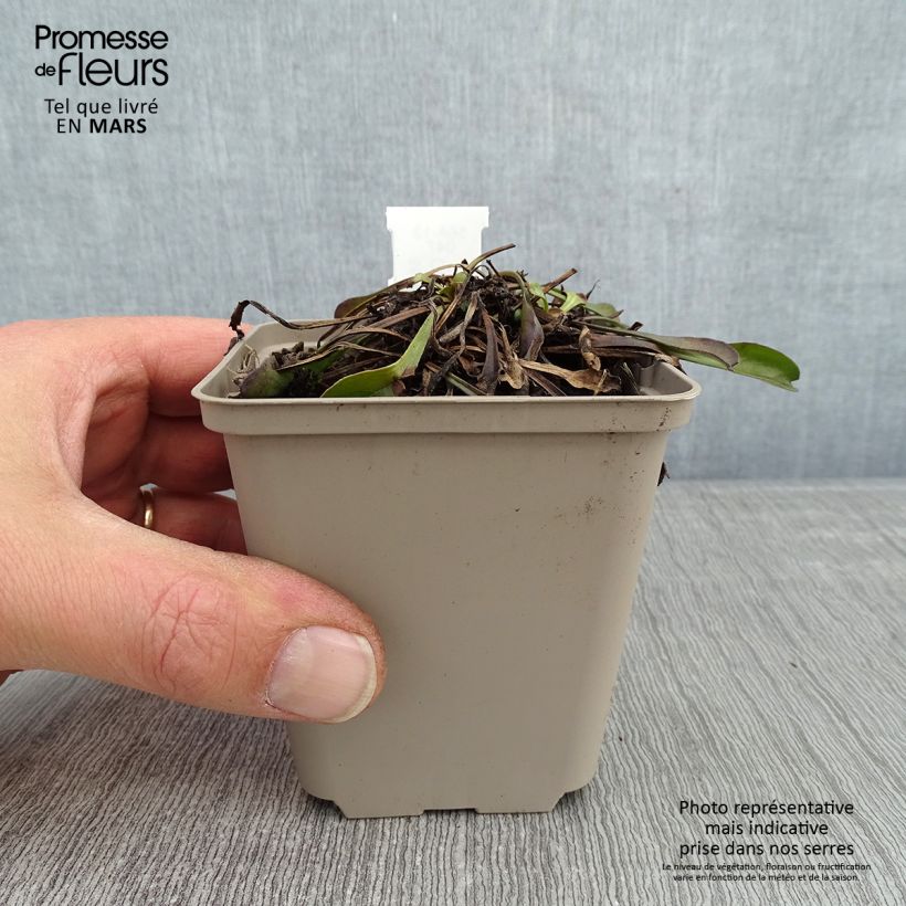 Globularia trichosantha - Globularia vellosa Maceta de 8/9 cm Ejemplar entregado en invierno