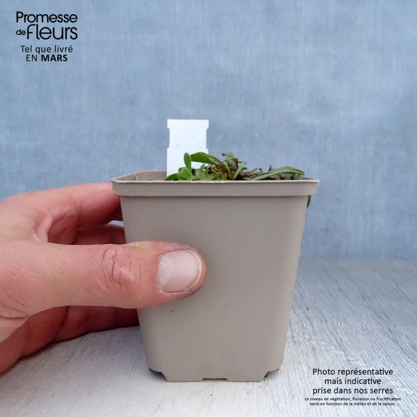 Globularia trichosantha - Globularia vellosa Maceta de 8/9 cm Ejemplar entregado en la primavera