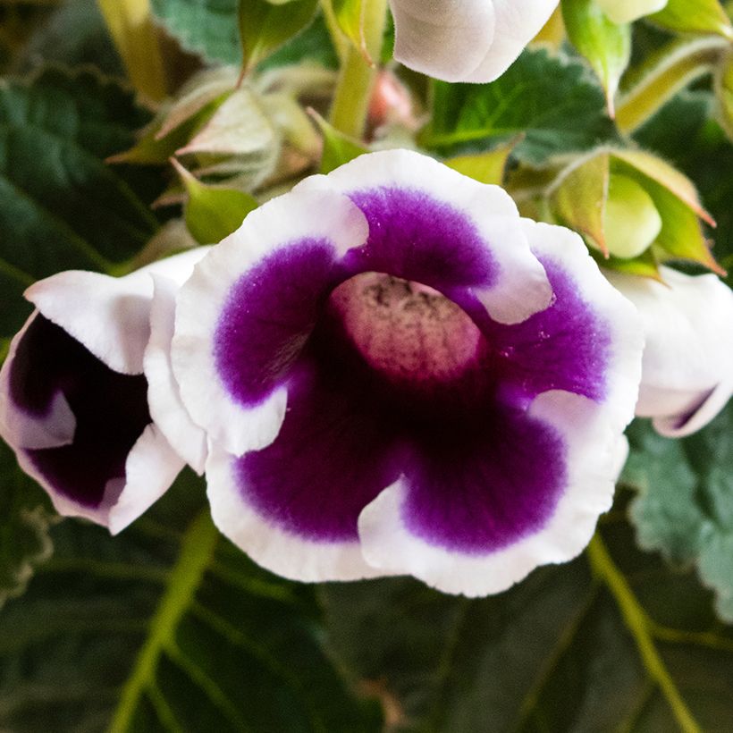Gloxinia speciosa Kaiser Wilhelm (Floración)