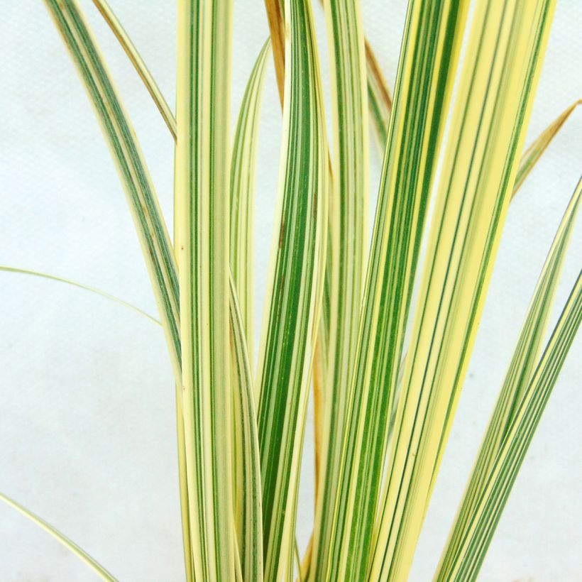 Glyceria maxima Variegata (Follaje)